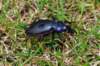 carabusviolaceus_small.jpg