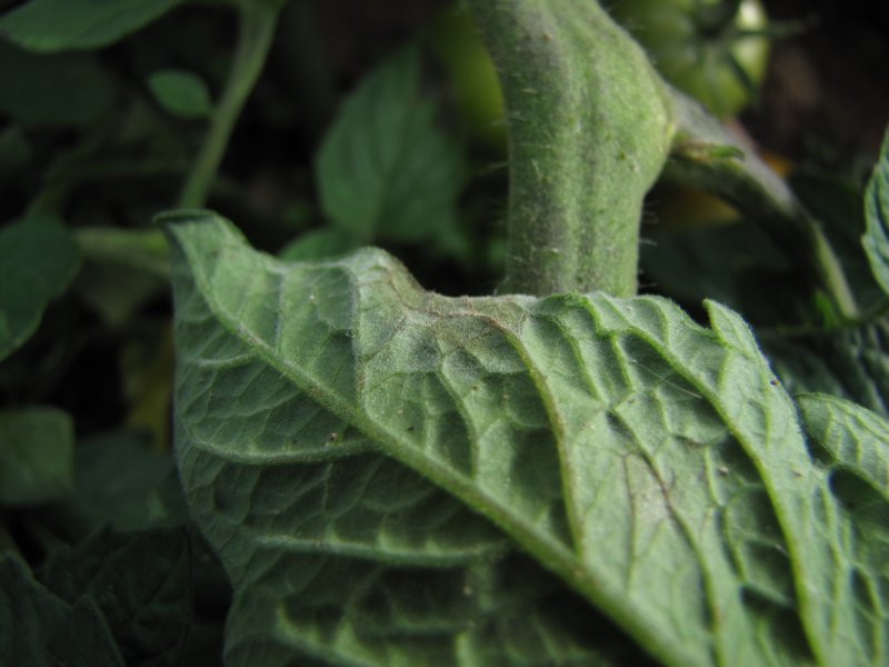 phytophthorainfestansonundersideoftomatoleaf.jpg