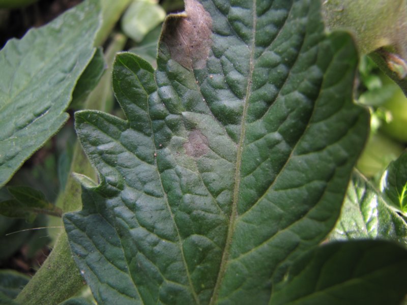 phytophthorainfestansuppersideofinfectedtomatoleaf.jpg
