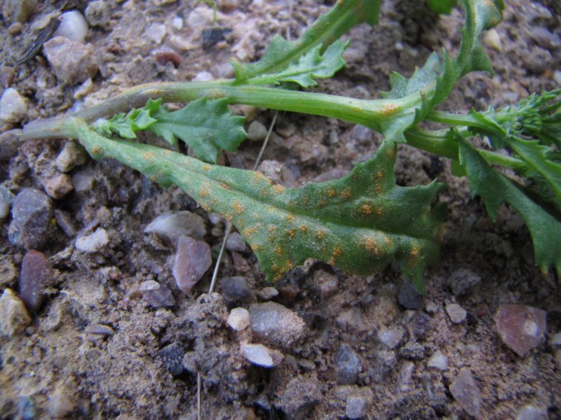 puccinialagenophoraeonseneciovulgaris.jpg
