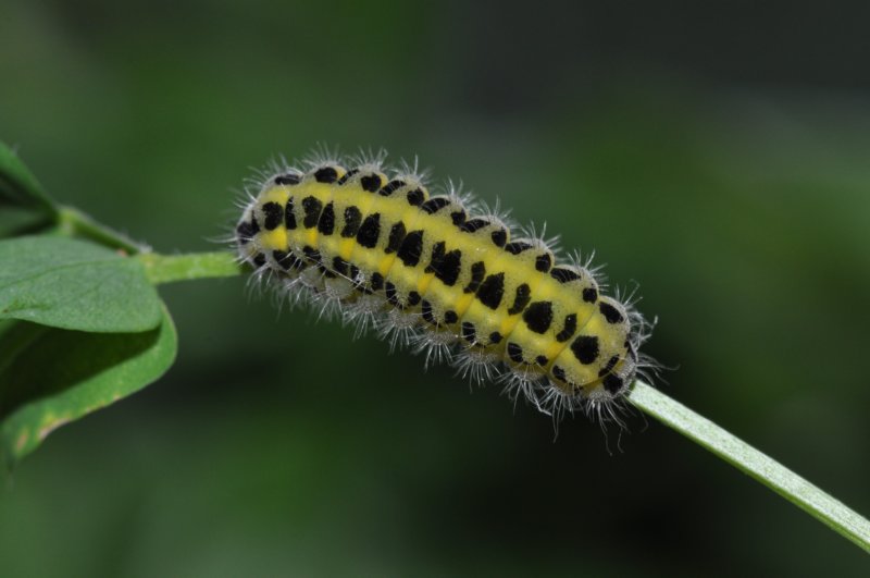 zygaenafilipendulaelarva3.jpg