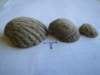 threecockleshells_small.jpg