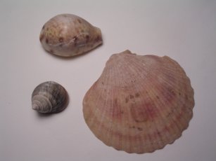 Seashells