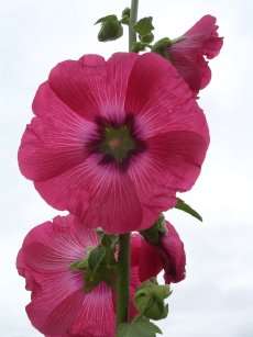 hollyhock flower