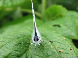 Holly blue butterfly (Celastrina argiolus), front view 