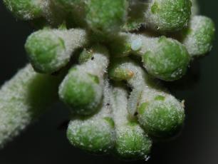 Holly blue butterfly (Celastrina argiolus) egg and larva on ivy 