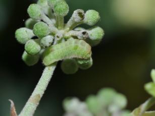 Holly blue butterfly (Celastrina argiolus) larva on ivy 