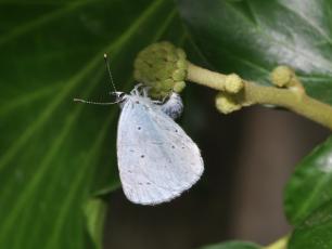 Holly blue butterfly (Celastrina argiolus), female ovipositing on ivy 