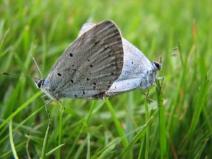 Holly blue butterfly (Celastrina argiolus), mating 