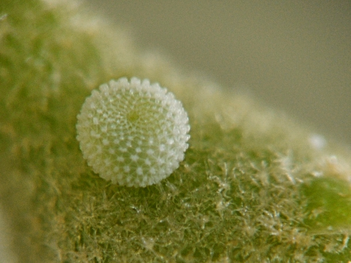 Holly blue butterfly (Celastrina argiolus) egg on ivy 