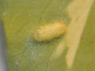 Holly blue butterfly (Celastrina argiolus) parasitoid cocoon 