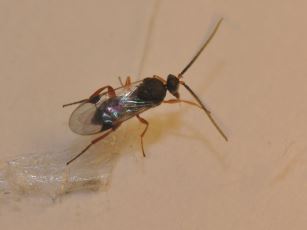 Parasitoid from Celastrina argiolus larva, possibly Cotesia inducta?