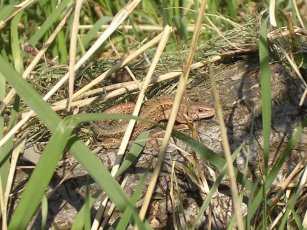 common lizard (Lacerta vivipara)