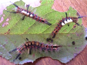 vapourer moth caterpillars (Orgyia antiqua)
