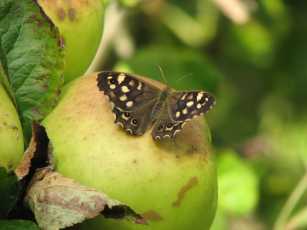 speckled wood butterfly