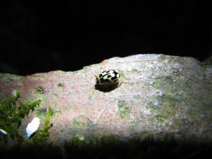 14 spot ladybird