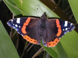 red admiral butterfly