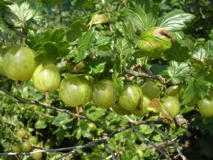 gooseberries