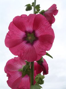 hollyhock flowers