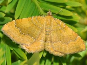 Yellow Shell moth (Camptogramma bilineata)